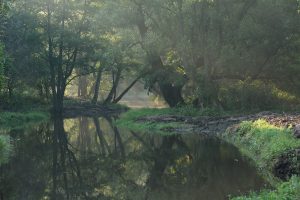 Rzeka Budkowiczanka z drzewami rosnącymi na brzegu