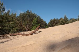 Śródlądowe wydmy, na pierwszym planie piasek w oddali bór sosnowy
